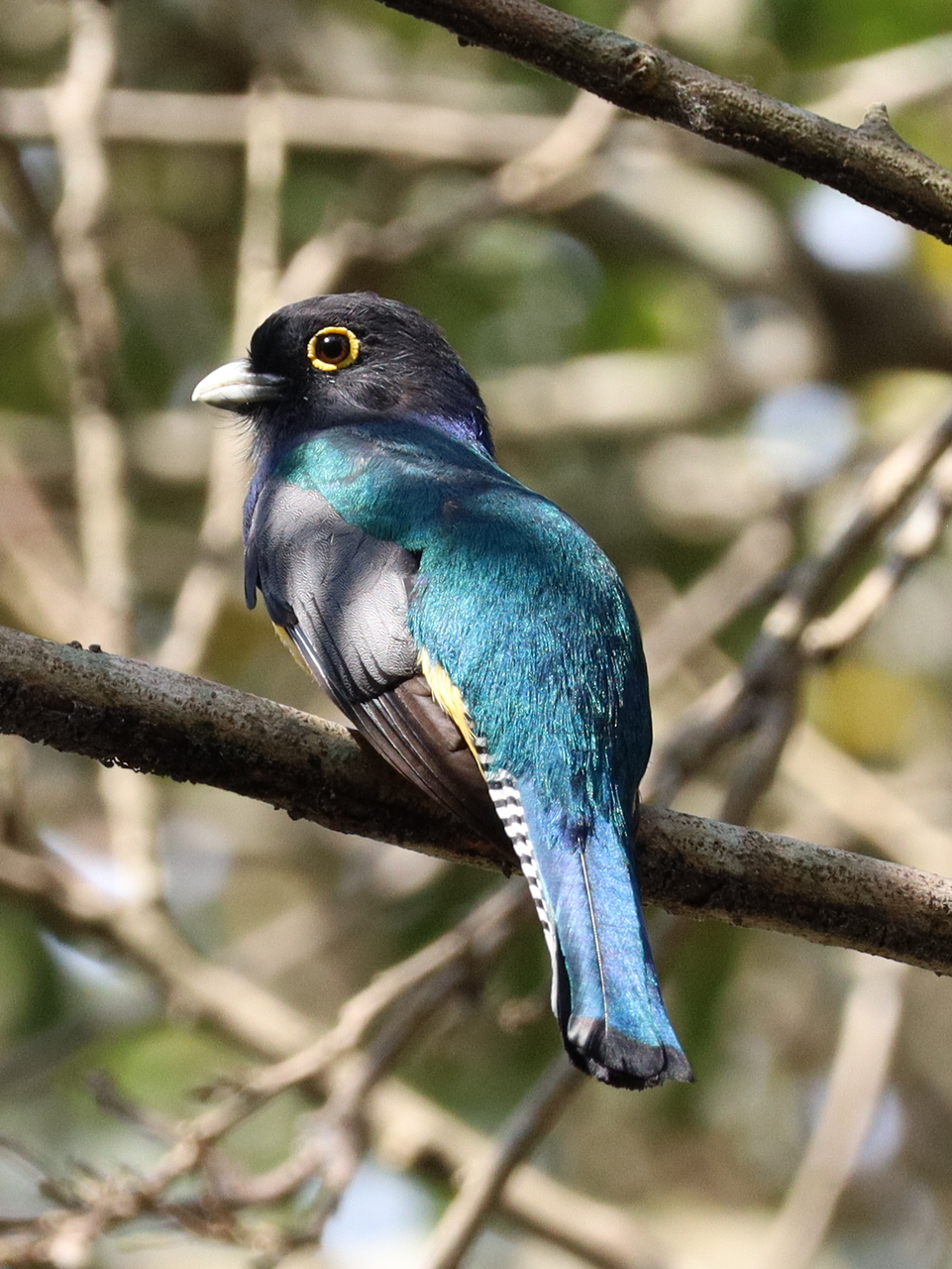 Avistamiento de aves en la finca