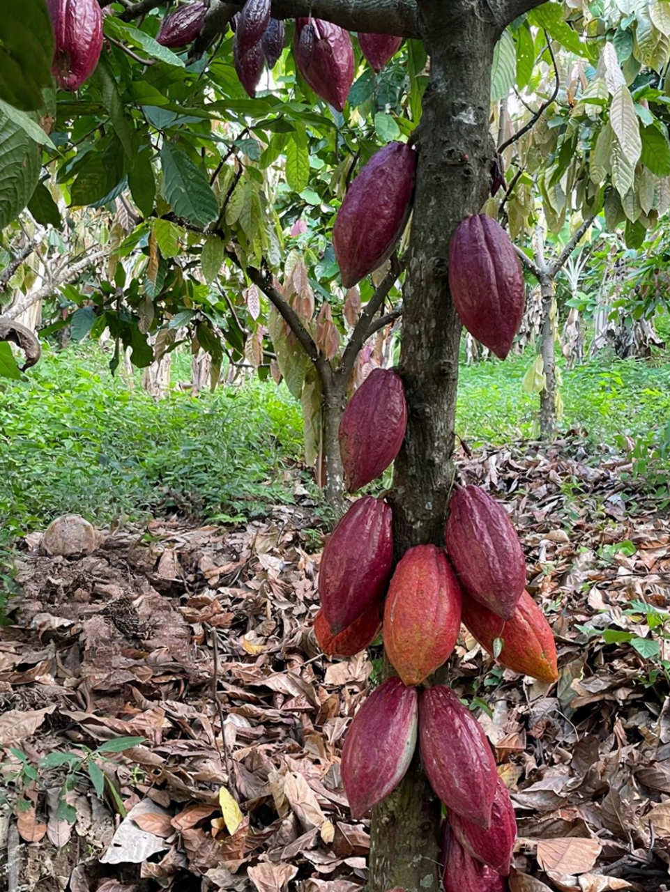Accesiones de cacao en la finca