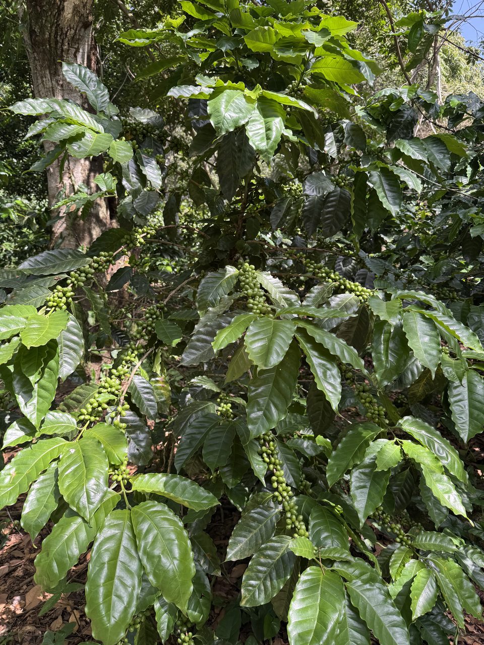 Plantacion de cafe de media altura