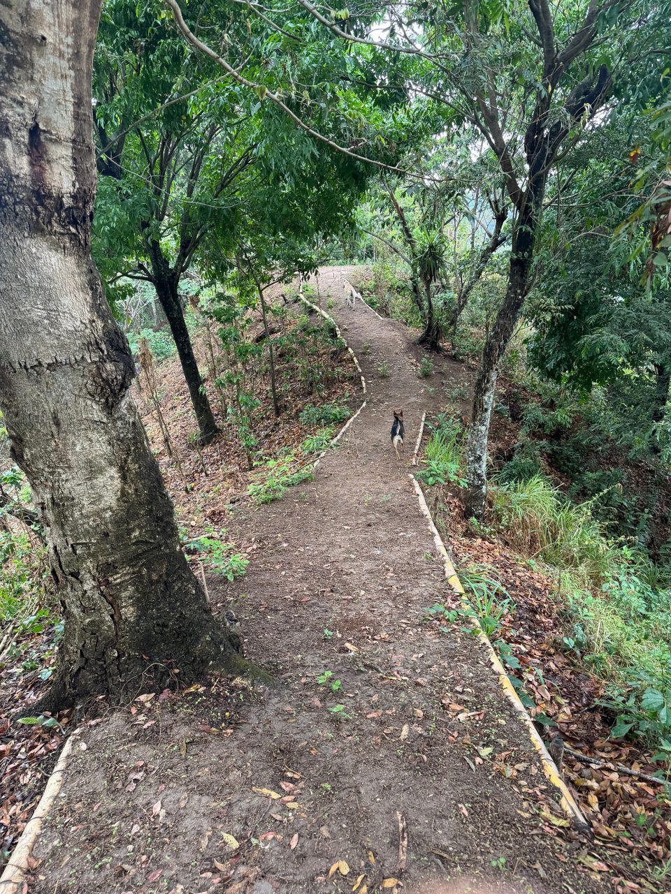 Senderos en plantaciones de cafe y cacao