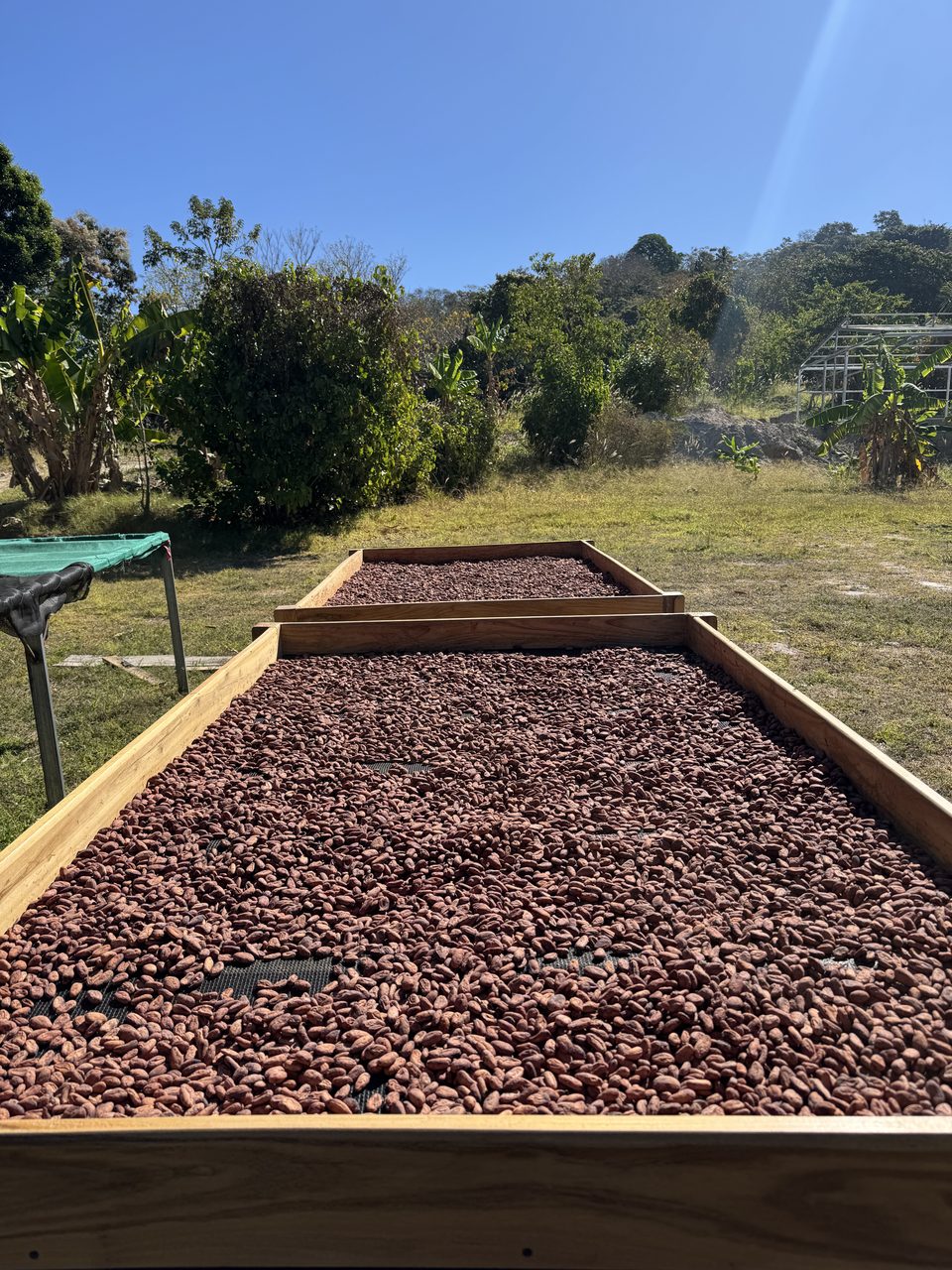 Proceso de post cosecha de cacao