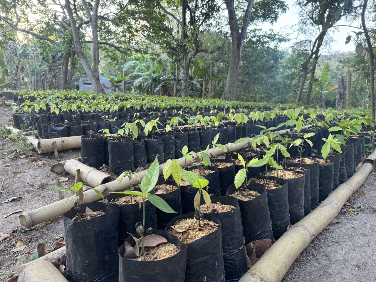 Practicas de agricultura regenerativa